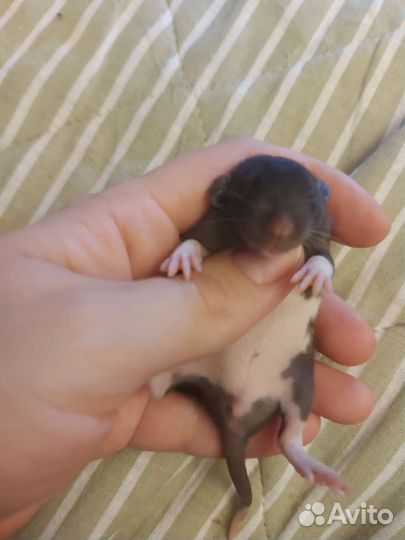 Крысы дамбо девочки