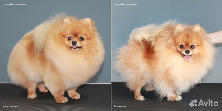 Стрижка шпица. Грумер породник