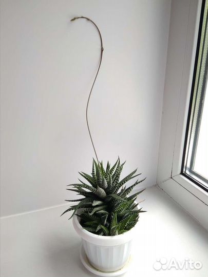 Хавортия полосатая