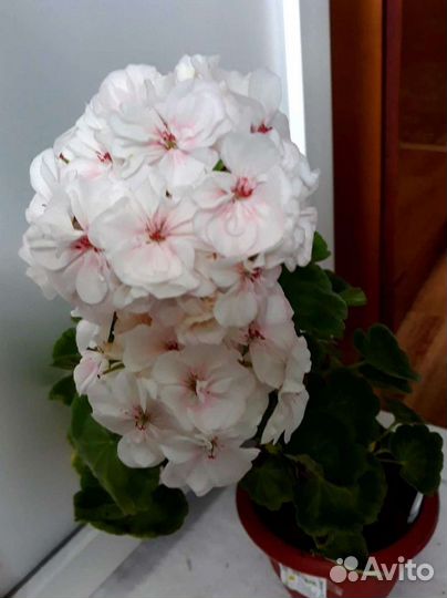 Укорененные черенки зональной, плющелистной пеларг