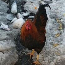 Молодые петухи