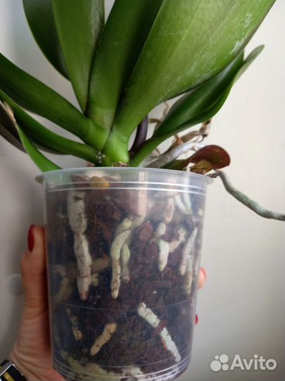 Орхидея фаленопсис биг лип