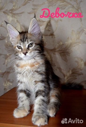 Котята Мейн-кун