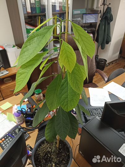 Авокадо растение