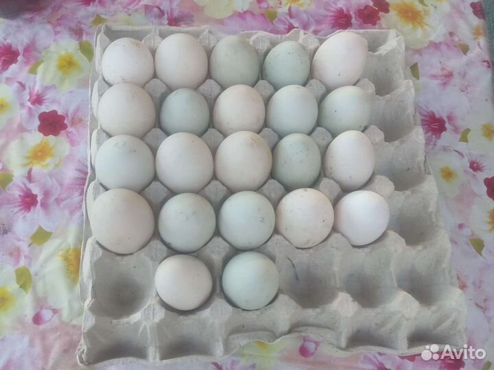Утиные яйца куриные яйца