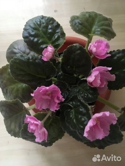 Фиалка в горшке