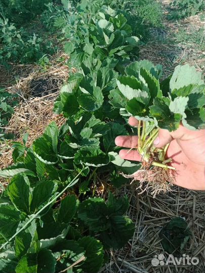 Рассада клубники Азия+