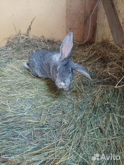 Кролики фландр/шиншила 7-8-9-10 месяцев