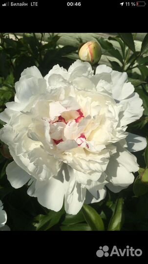 Пион Сара Бернар, Фестивальный старинн