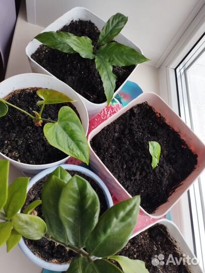 Цветы домашние в горшках