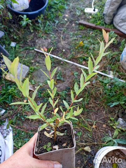 Ива хакуро нишики, скумпия