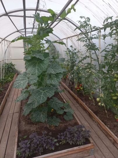 Дача 42 м² на участке 6 сот.