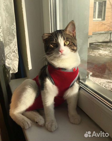 Гоша нуждается в добрых и заботливых ручках