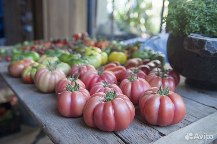 Семена Томата 