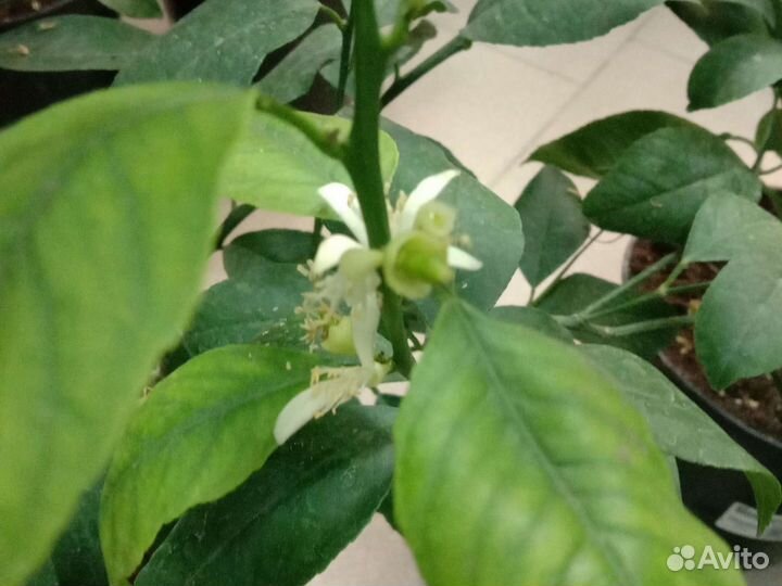 Мандарины и лимон