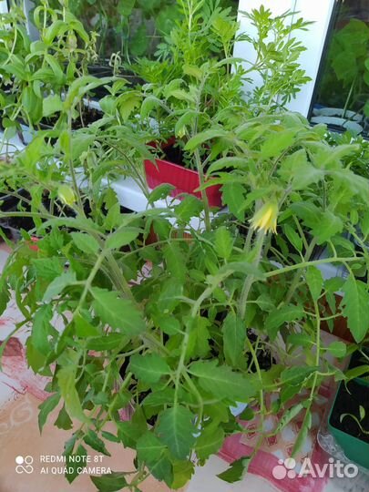 Рассада помидор