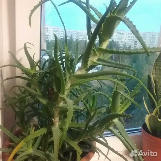 Алоэ