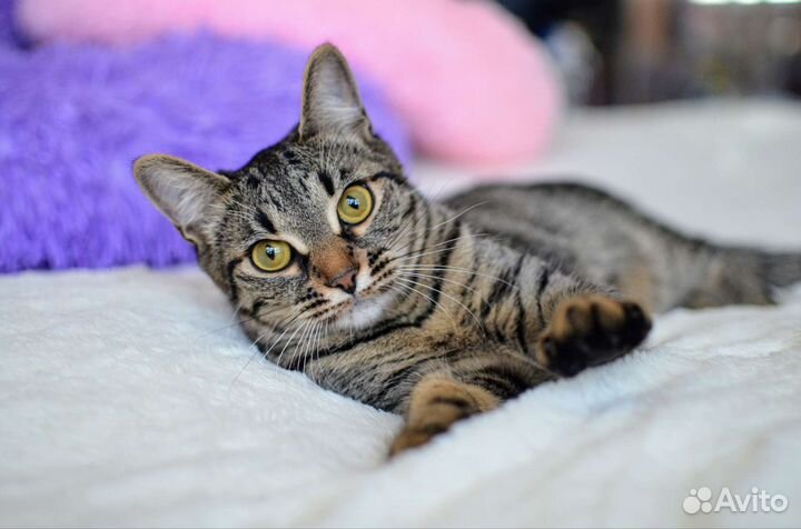 Котенок Стелла в добрые руки