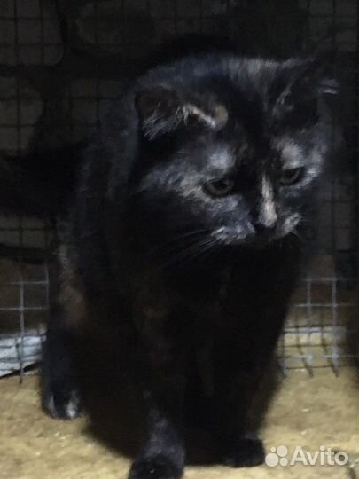 Кошка в семью