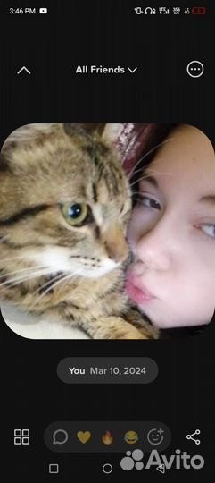 Отдам кота в добрые руки