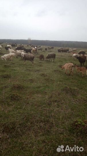 Бараны овцы ягната