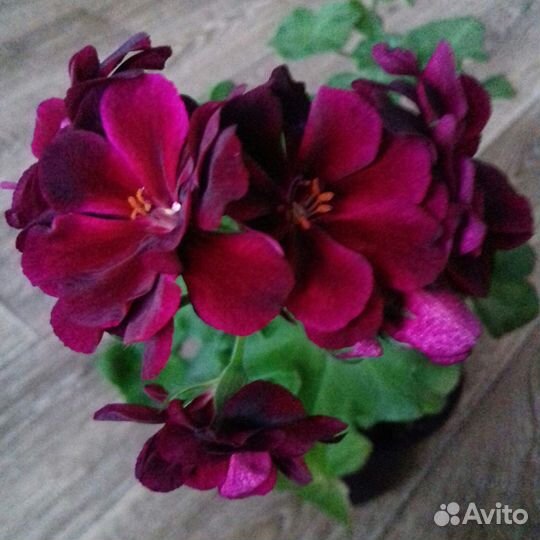 Герань пеларгония