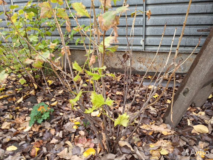 Кусты смородины(черная, красная, белая)