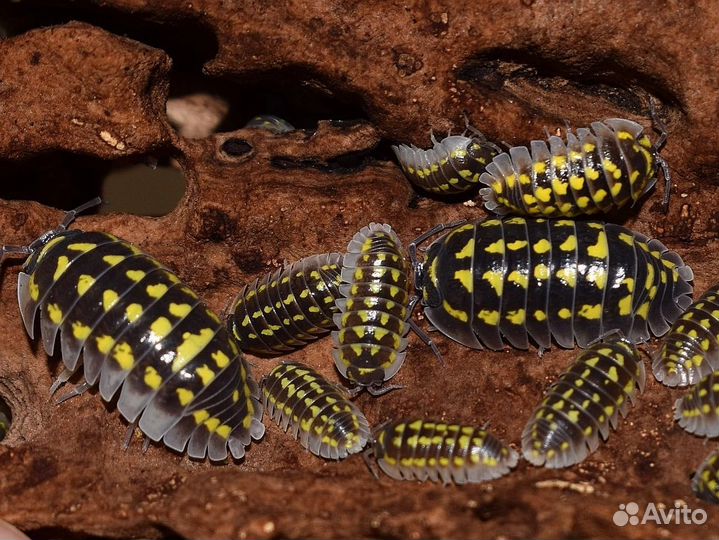 Armadillidium gestroi, мокрицы