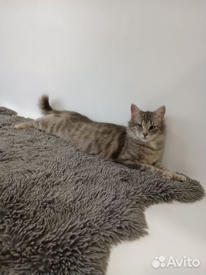 Кошки 