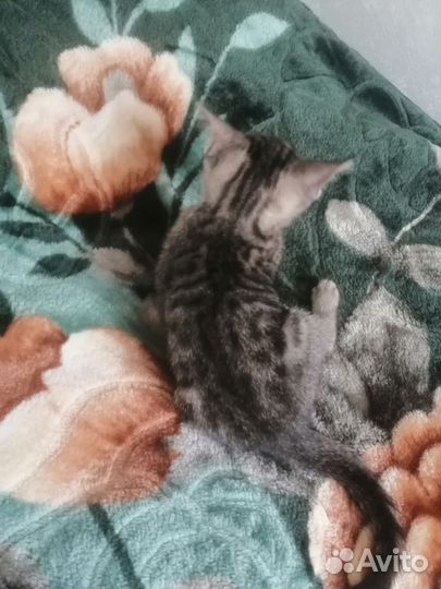 Котенок