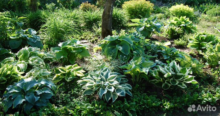 Растения из сада Александровых