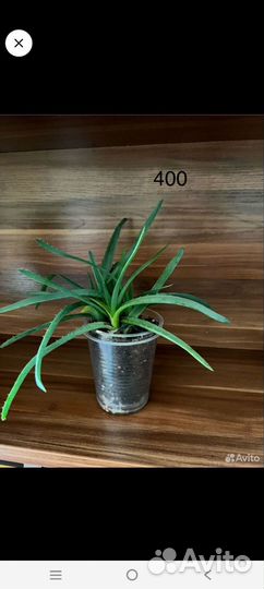 Комнатные цветы