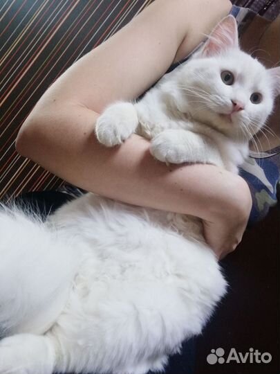 Кошка и кот стерилизованные