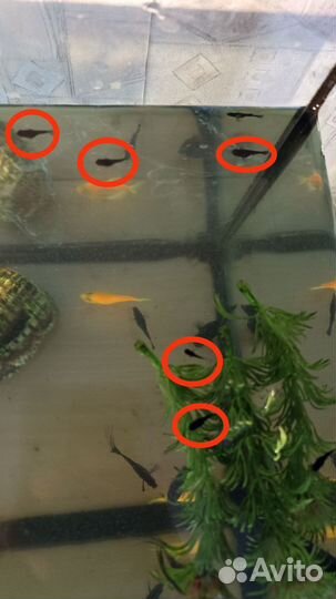 Мальки молинезий кучкой