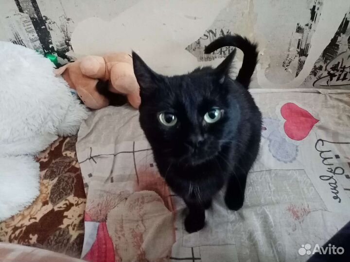 Кошки в добрые руки бесплатно