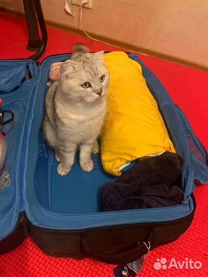 Передержка животных (Зооняня)