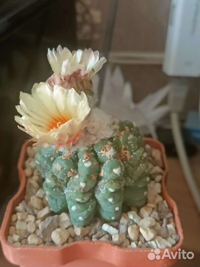 Астрофитумы V тип