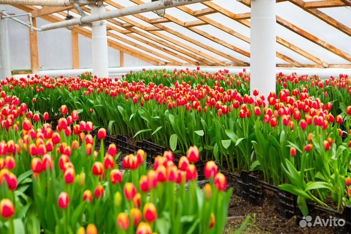 Тюльпаны оптом с юга