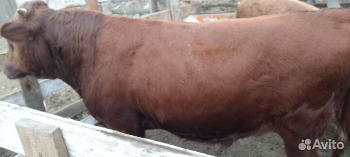 Бычки по 10мес обычная порода откормочные 145тыс