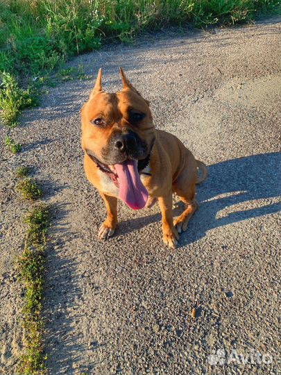 Вязка стаффордширский терьер