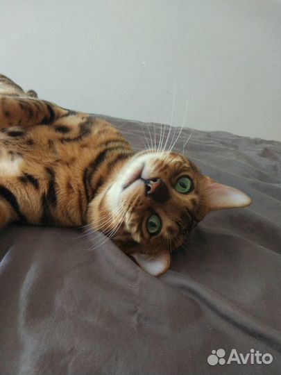 Бенгальский кот вязка