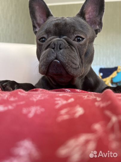 Французский бульдог