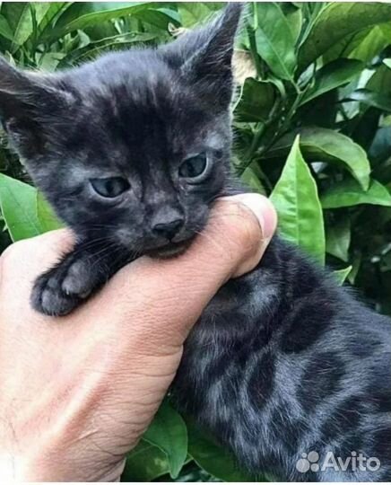 Котята бенгальские