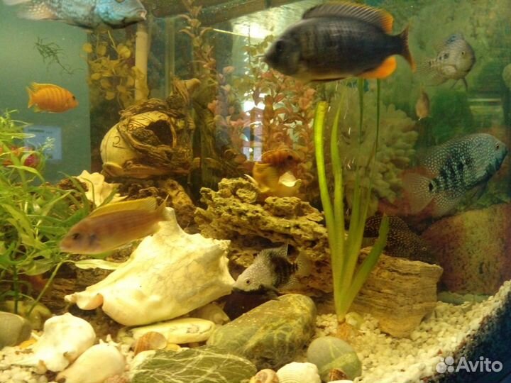 Аквариум 300л, угловой, полный комплект