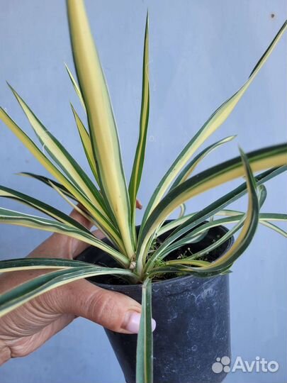 Юкка пестролистная