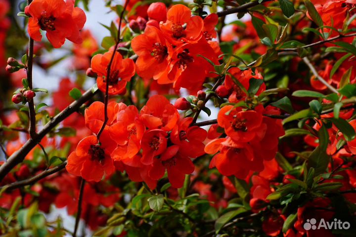 Айва Японская, семена