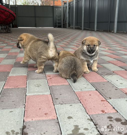 Мальчик сиба