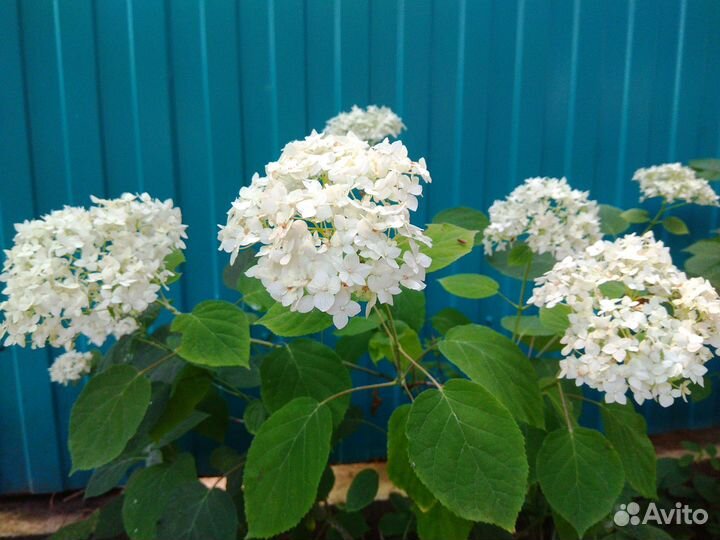 Садовые растения цветы