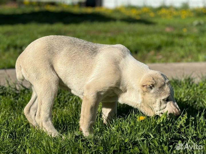 Среднеазиатская овчарка (алабай) с документами