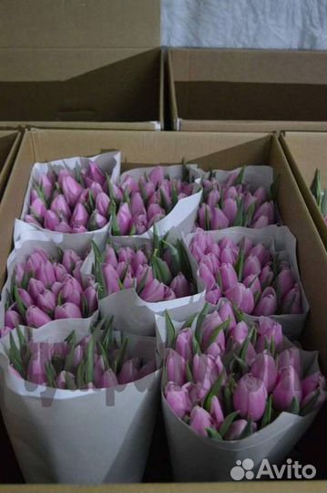 Тюльпаны к 8 марта оптом